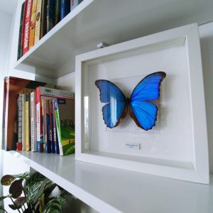 Morpho didius marco blanco Contexto