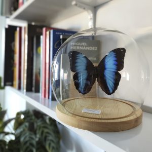 Morpho achilles CONTEXTO ESFERA 01