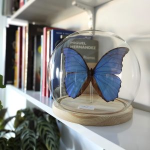 Morpho didius CONTEXTO ESFERA 06
