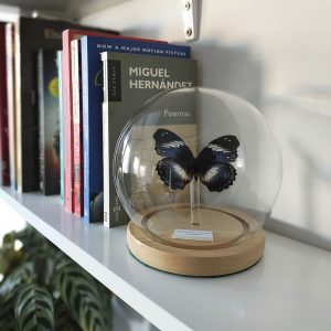 Mariposa Hypolimnas salmacis