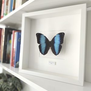 Mariposa Morpho achilles