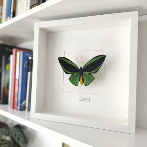 mariposa verde Ornithoptera