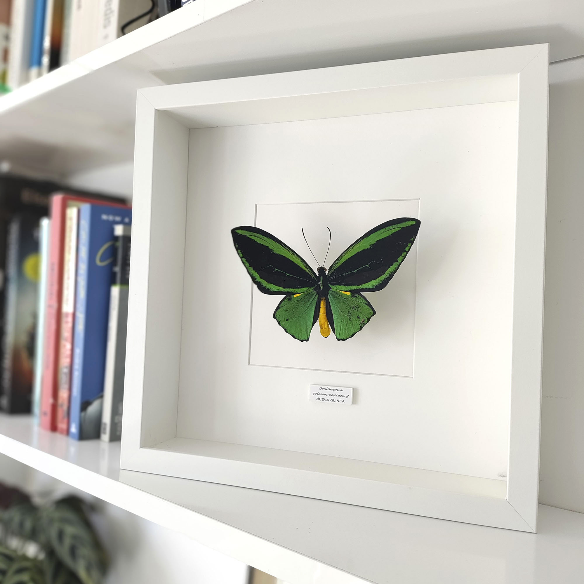 mariposa verde Ornithoptera