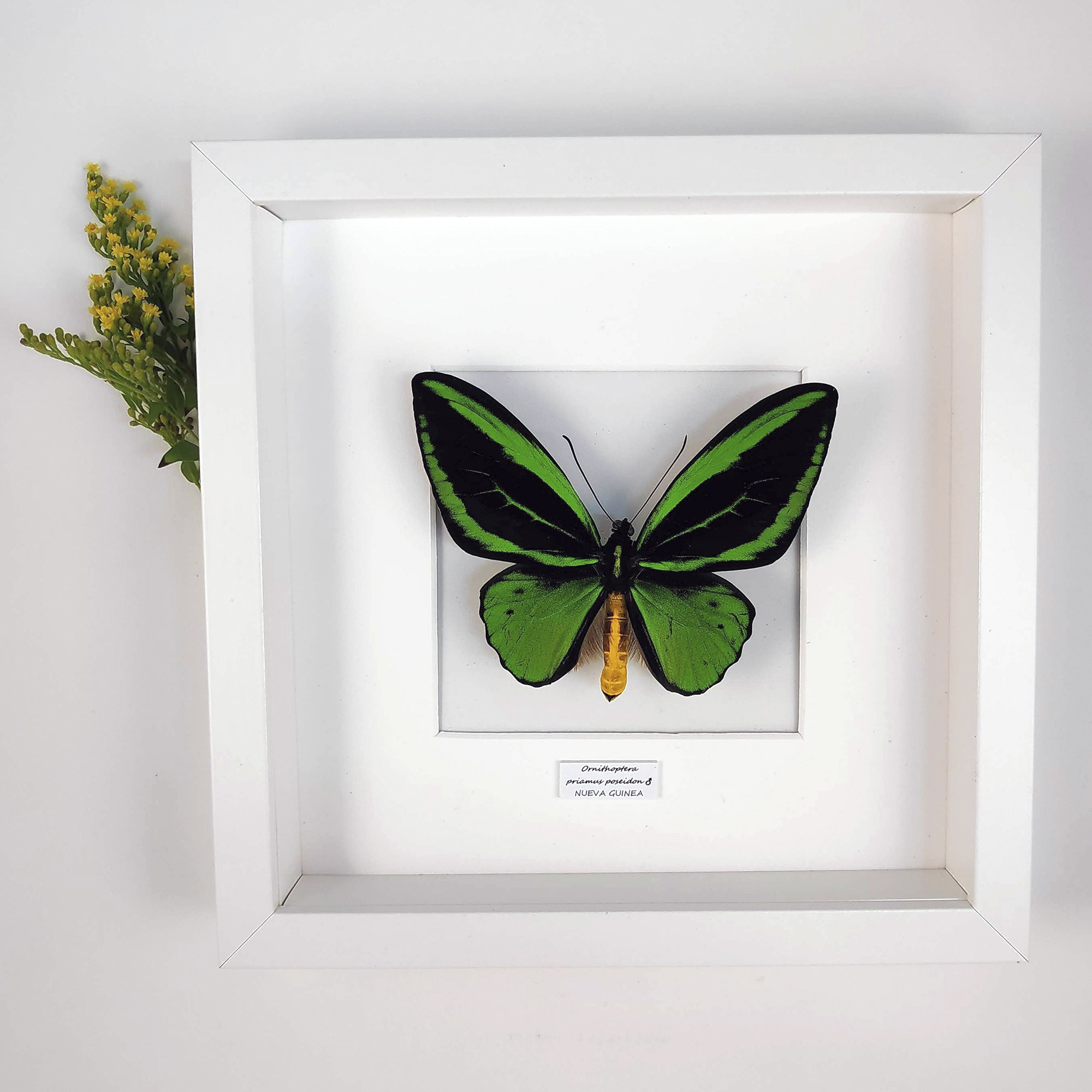 mariposa verde Ornithoptera