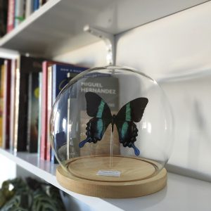 Papilio blumei