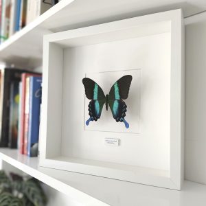 mariposa Papilio blumei