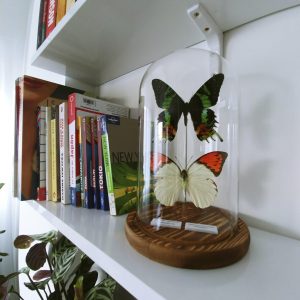 Mariposas Ripheus y Glaucippe