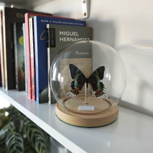 mariposa Urania ripheus