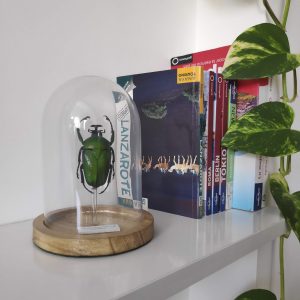 Dicronorrhina micans