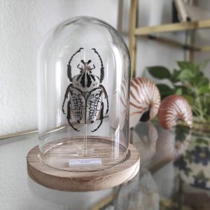 Goliathus orientalis