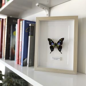 Graphium weiskei mariposa
