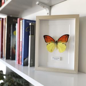 Hebomoia leucippe mariposa