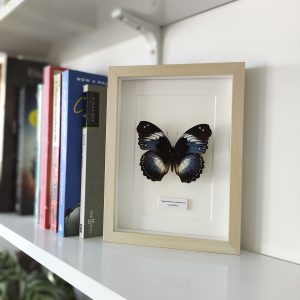 Hypolimnas salmacis mariposa