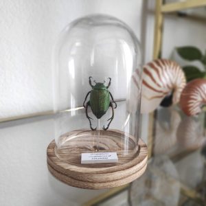 Chrysophora chrysochlora escarabajo