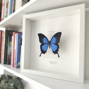 papilio Ulysses mariposa