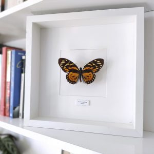 Marco de mariposa naranja y negra. Papilio zagreus