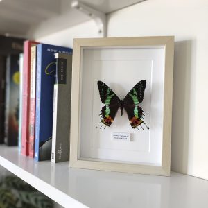 Urania ripheus mariposa