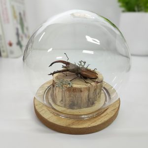 Cyclommatus lunifer. Pequeño ciervo volante de Sumatra. Esfera 8,5x10 cm