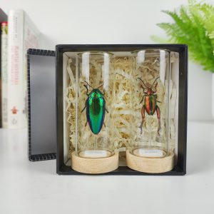 Caja  2 Mini Cúpulas Sternocera aequisignata y Sagra femoralis. Mini Cúpula 4x8,5 cm.