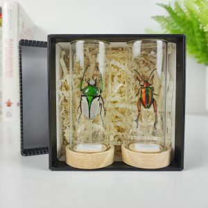 Caja 2 Mini Cúpulas Rhamphorrhina bertolonii (Macho) y Sagra femoralis (Macho). Mini Cúpula 4x8,5 cm.