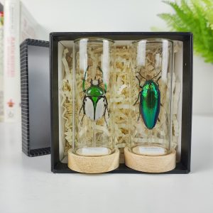 Caja  2 Mini Cúpulas Rhamphorrhina bertolonii (Macho) y Sternocera aequisignata. Mini Cúpula 4x8,5 cm.