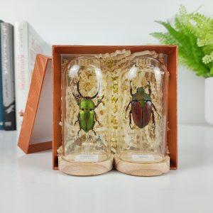 Caja 2 Mini Cúpulas Neolamprima adolphinae (Macho) y Eudicella smithi (Hembra). Mini Cúpula 4x9 cm.