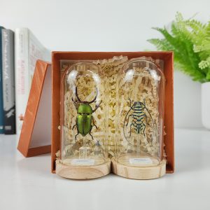 Caja 2 Mini Cúpulas Neolamprima adolphinae (Macho) y Sternotomis bohemani (Macho). Mini Cúpula 4x9 cm.