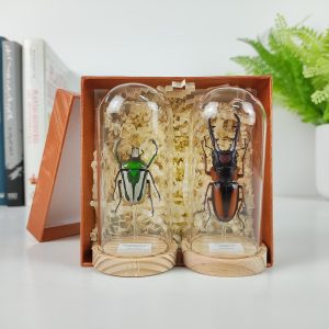 Caja 2 Mini Cúpulas Rhamphorrhina splendens y Prosopocoilus savagei. Mini Cúpula 4x9 cm.