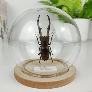 Cyclommatus metallifer. Pequeño ciervo volante de Sumatra. Cúpula Esfera 8,5x10 cm