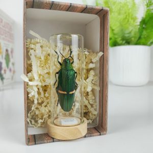 Chrysochroa opulenta (Macho). Escarabajo barrenador. Mini Cúpula 3 x 8 cm.