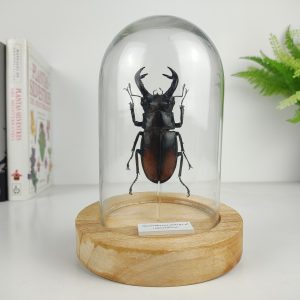 Hexarthrius parryi (Macho). Gran Ciervo volante de indonesia. Cúpula 8,5x12,5 cm