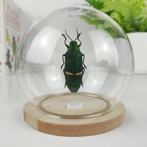 Chrysochroa opulenta. Escarabajo Verde espectacular. Cúpula Esfera 8,5x10 cm