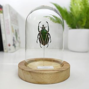 Dicronorrhina derbyana - Macho . De las selvas del Congo. Cúpula 8,5x12,5 cm