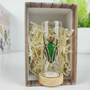 Dicronorrhina derbyana - Macho . De las selvas del Congo. Mini Cúpula 3 x 8 cm.